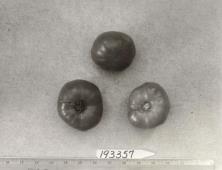 Click for 1 image(s) for this accession. FRUIT
